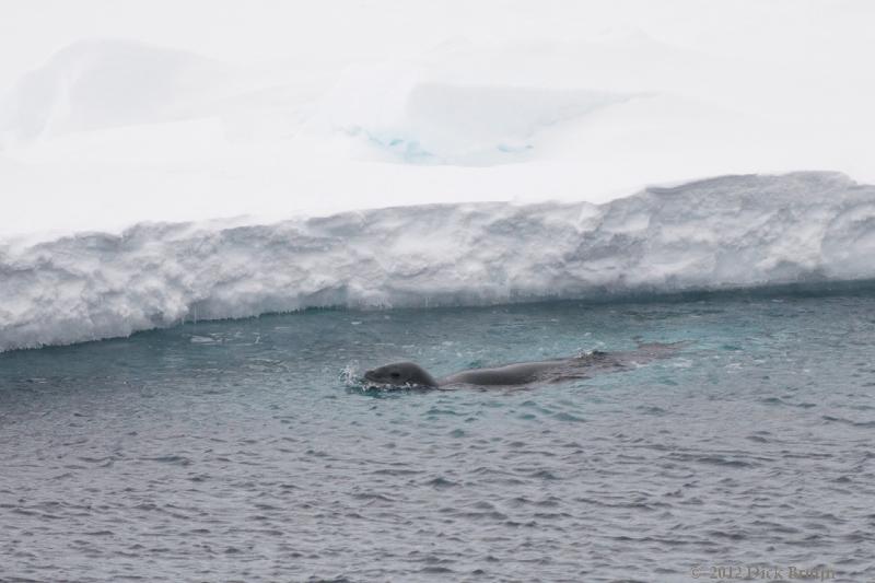 2012-04-02_18-46-12 (1).jpg - Leopard Seal  , Antarctic Sound